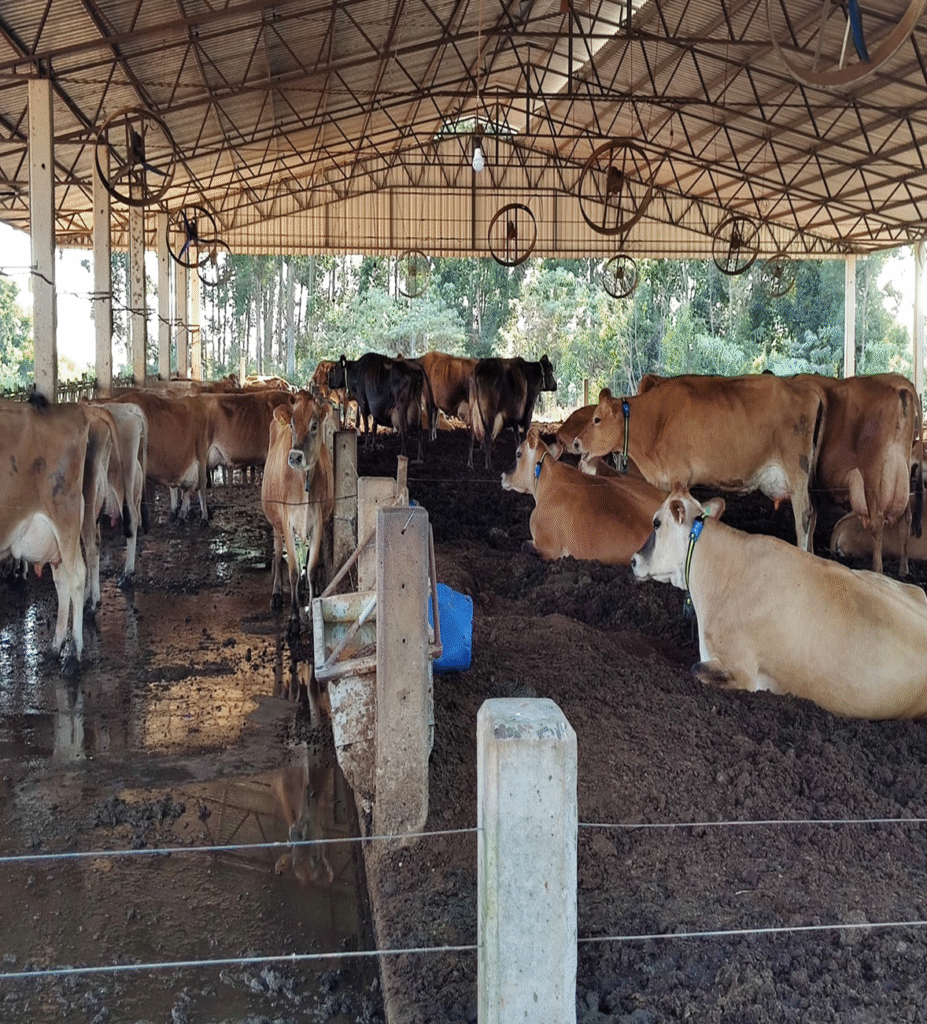Vacas em compost