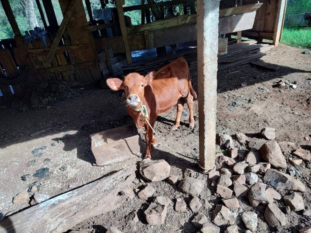Bezerra do resultado de cruzamento de vaca de leite com touro de corte