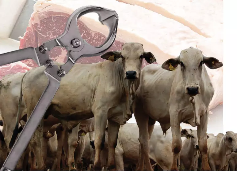 Castrar ou não castrar bovinos