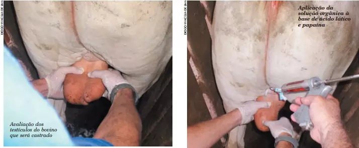 Castração química: quando vale a pena usar em bovinos de corte