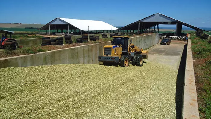 Produção de silagem 