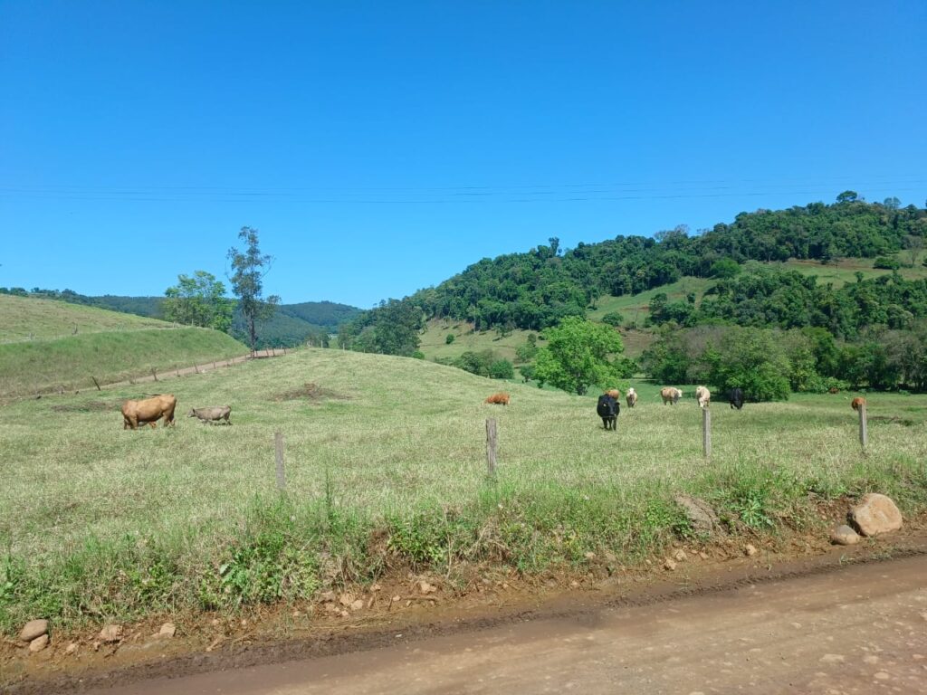 Bovinocultura de corte em pastejo