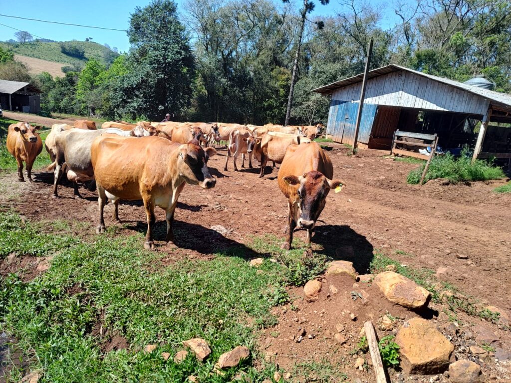  A PRODUÇAO DE LEITE EM PEQUENAS PROPRIEDADES 