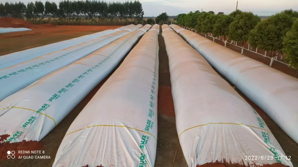 Produção de silagem 