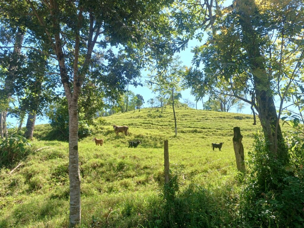 Por que abortos acontece