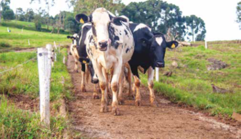 Largura dos corredores propriedades leiteiras