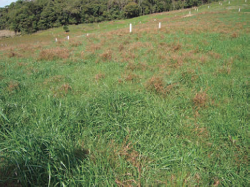 Melhoramento de pastagens 