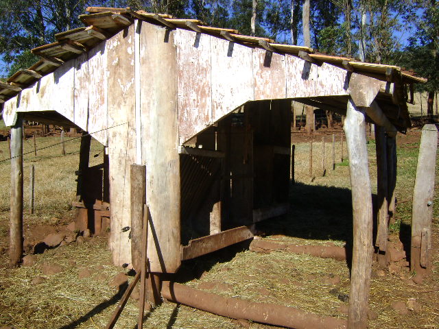 Manejo de novilhas leiteiras: a vaca do futuro