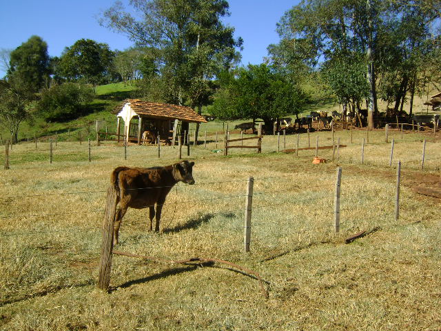 Manejo de novilhas leiteiras: a vaca do futuro