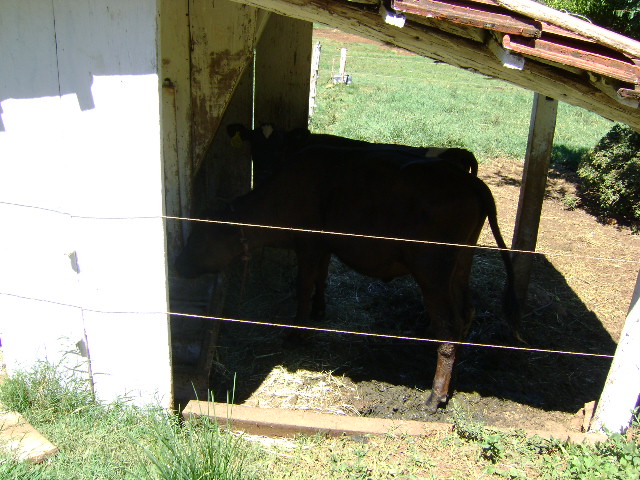 Manejo de novilhas leiteiras: a vaca do futuro
