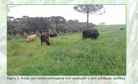 Primeiro pastejo melhoramento de pastejo