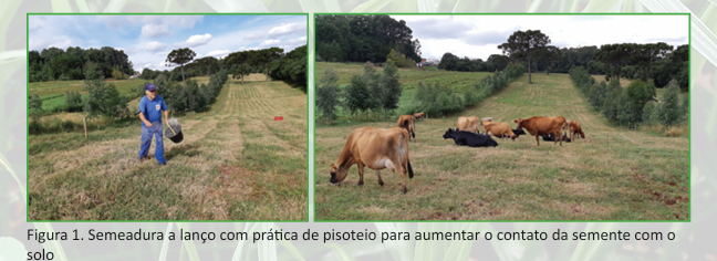 Plantio do melhoramento de pastagens