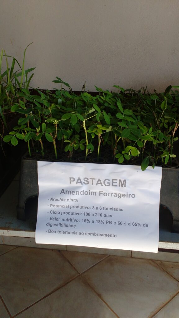 Melhoramento de pastagens nativas