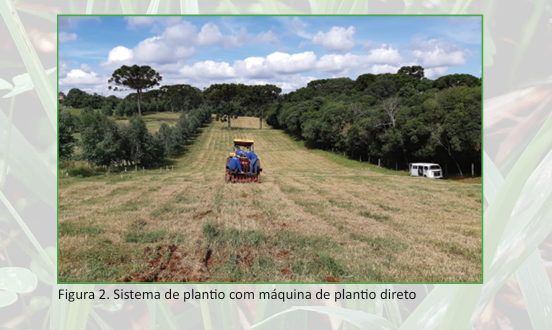 Melhoramento de pastagens nativa
