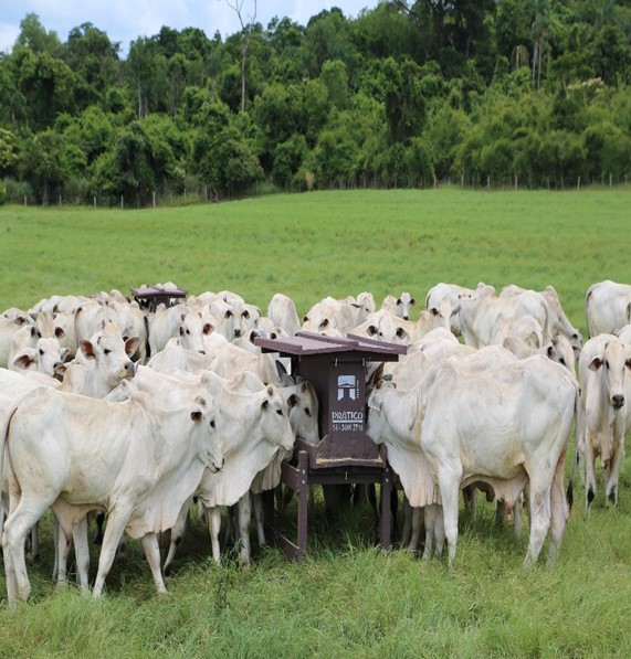 Cocho de sal e ração 