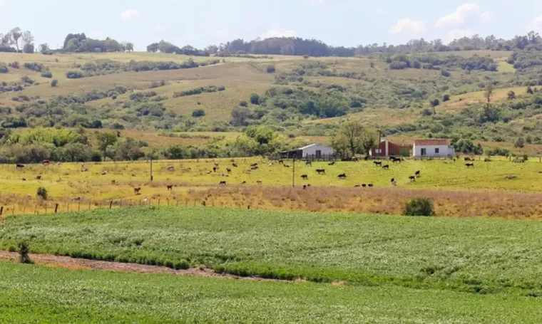 Melhoramento de pastagen nativa